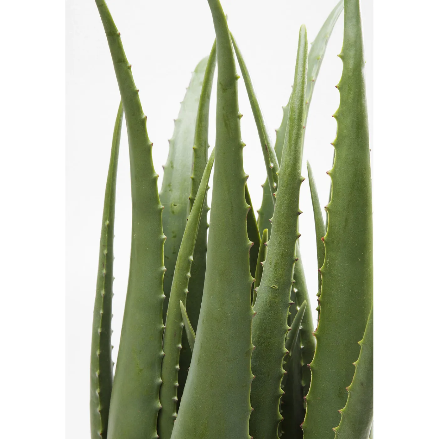 KARE Design Plante Décorative Aloe 69Cm