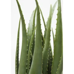 KARE Design Plante Décorative Aloe 69Cm