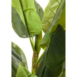 KARE Design Plante Décorative Banana Tree 180Cm