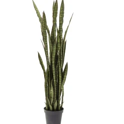 KARE Design Plante Décorative Sansewieria 155Cm