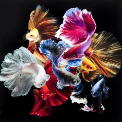 KARE Design Tableau En Verre Colorful Swarm Fish 120X120Cm