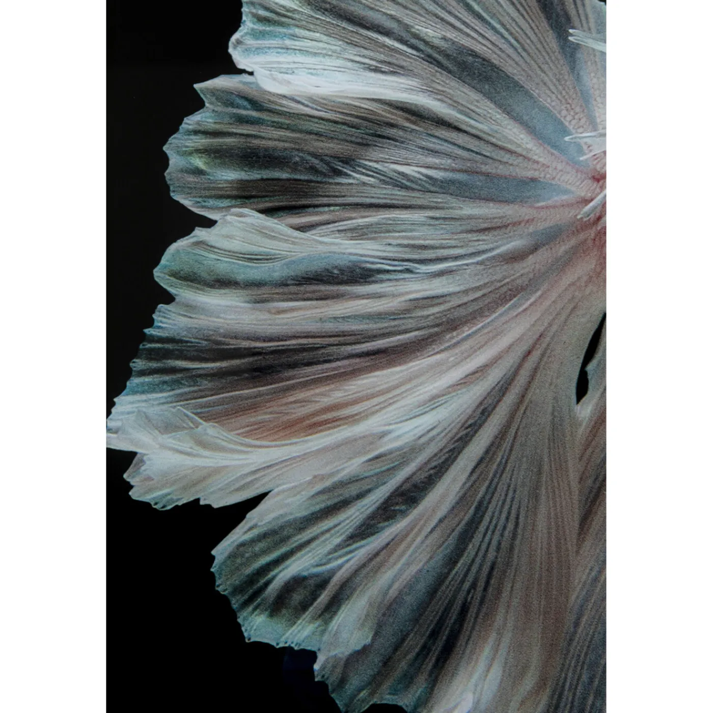 KARE Design Tableau En Verre Colorful Swarm Fish 120X120Cm